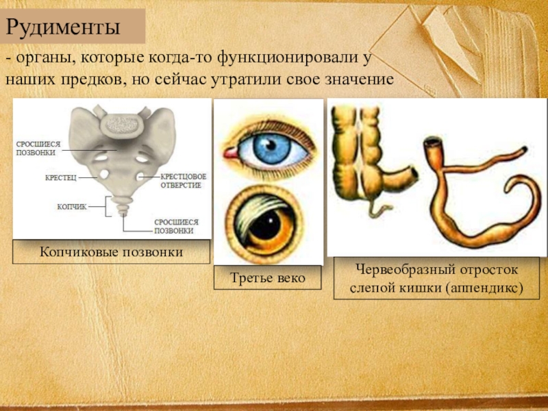 Рудиментарные органы у человека. Рудиментарный отросток.