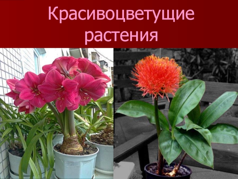 Красивоцветущие растения