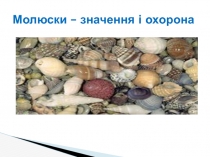 Презентация по биологии на тему Мягкотелые - значение и охрана (7 класс)