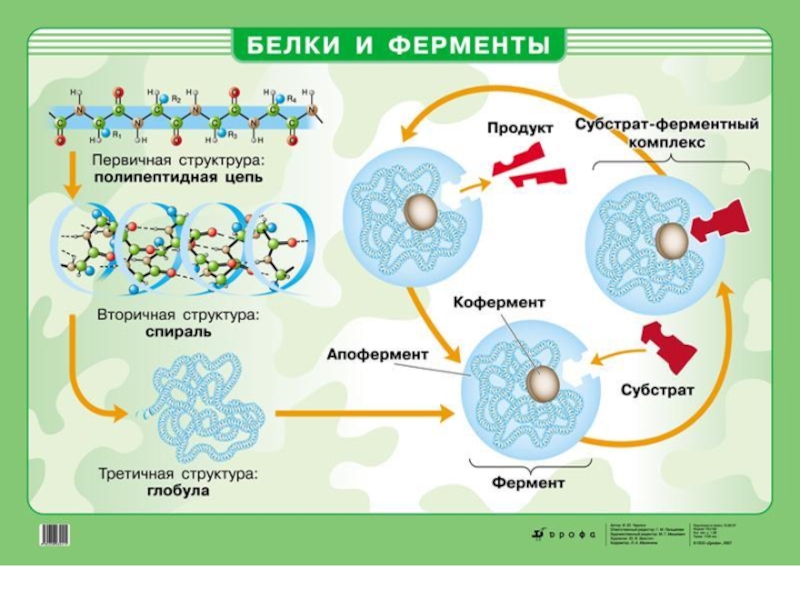 Какие ферменты действуют на белки. Белки ферменты. Структура белков ферментов. Структура ферментов биохимия. Строение белков ферментов.