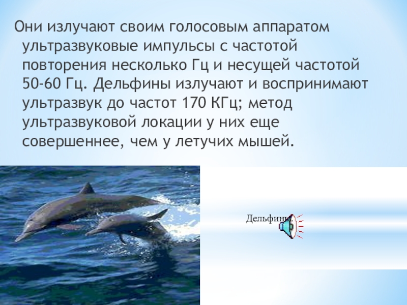 Ультразвук в природе и технике доклад. Ультразвуковая эхолокация в природе и технике. Ультразвук в природе. Ультразвук в природе эхолокация. Ультразвук в природе и технике.