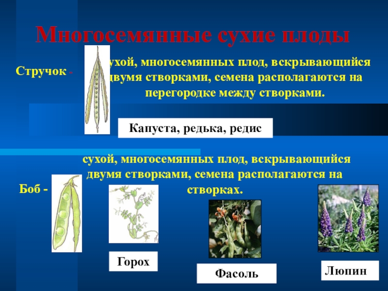 Презентация по биологии плод разнообразие и значение плодов