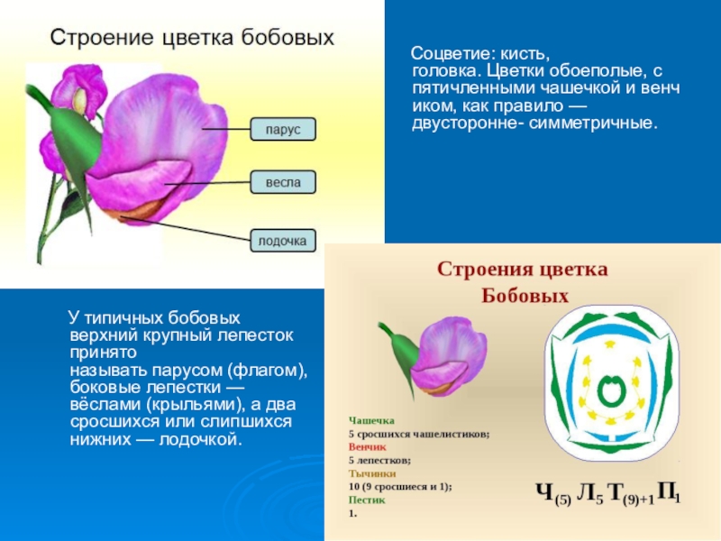 Строение цветка гороха рисунок