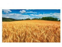 Поле - природное сообщество. УМК №Планета знаний