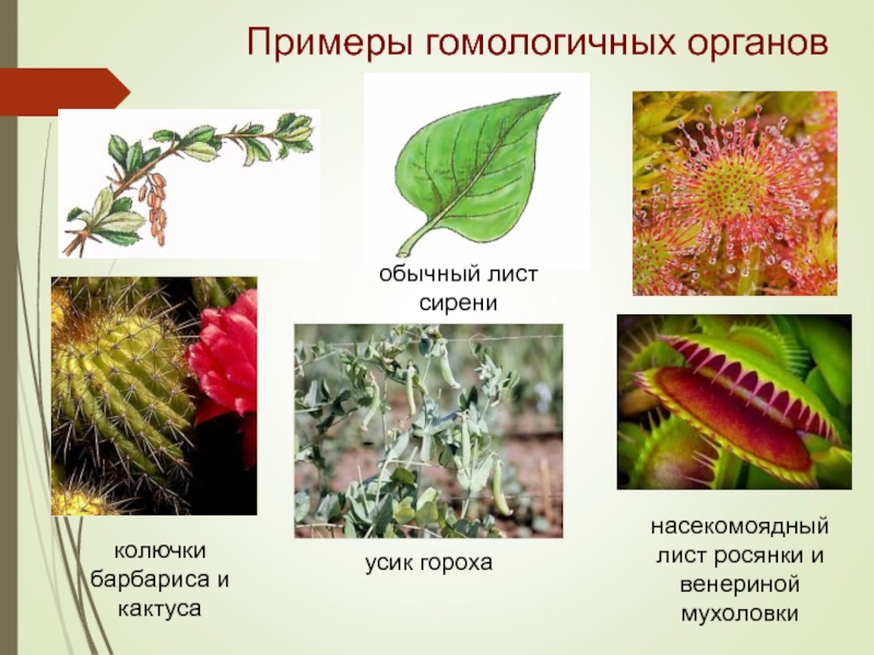 Дивергенция гомологичные и аналогичные. Колючки видоизмененные листья. Гомологические органы у растений. Гомологичные растения. Аналогичные органы примеры.