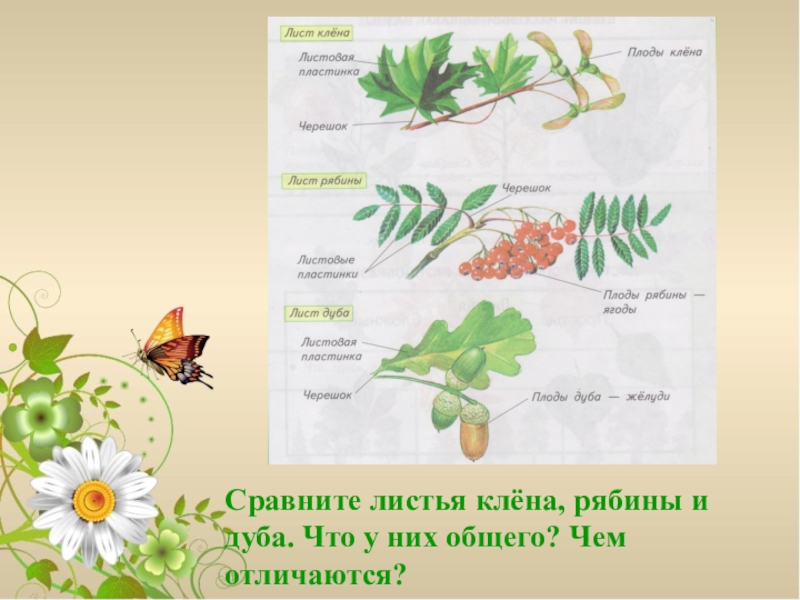 Проект растения 1 класс окружающий мир