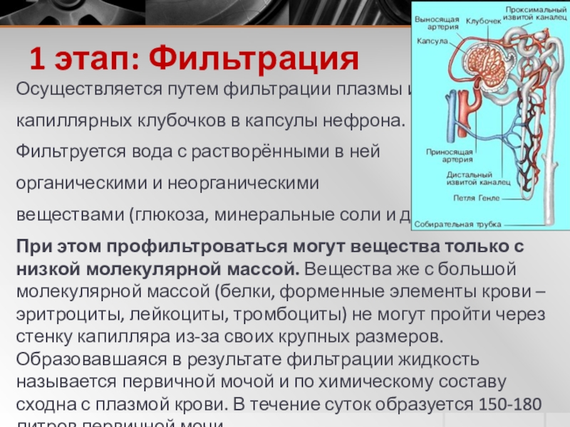 1 этап: ФильтрацияОсуществляется путем фильтрации плазмы из капиллярных клубочков в капсулы нефрона. Фильтруется вода с растворёнными в