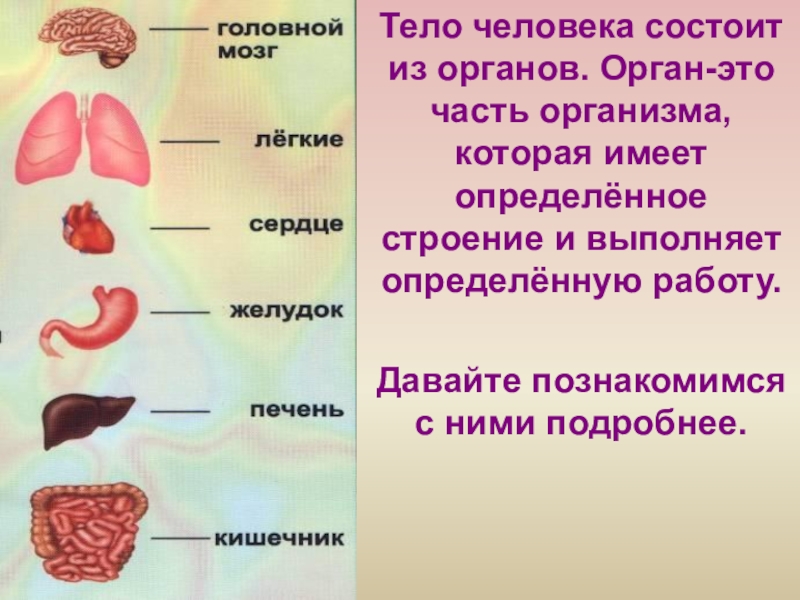 Имеет определенную. Тело человека состоит. Организм человека состоит из. Из чего состоит человек. Из чего состоит тело человека.