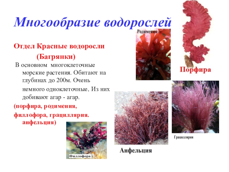 Проект по биологии 6 класс на тему водоросли их разнообразие и значение в природе