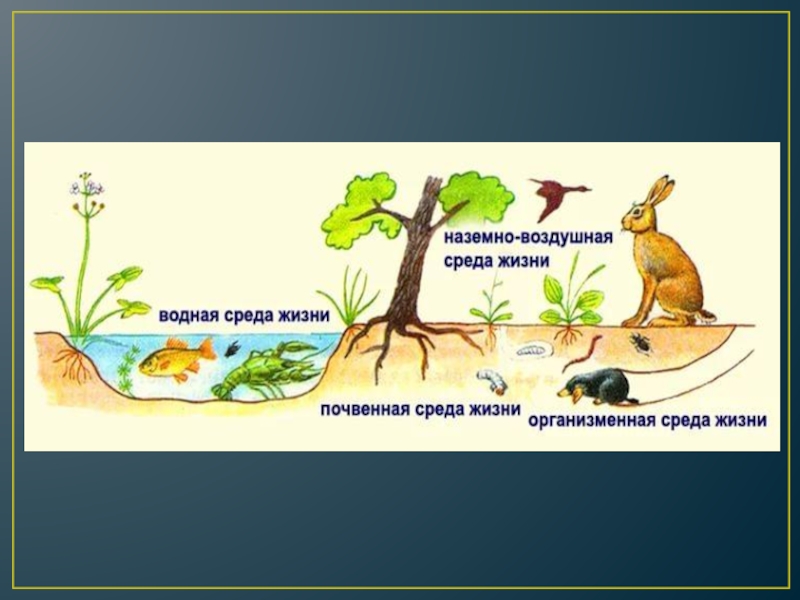 Среда жизни живой организм примеры. Наземно-воздушная среда обитания. Наземная среда обитания. Наземно-воздушная среда жизни. Наземно воздушные СРДА обитание.