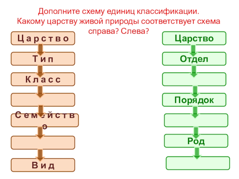 Единицы классификации