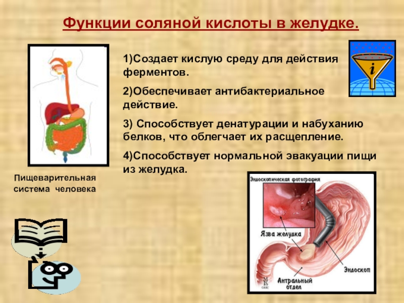 Практическая работа по теме соляная кислота. Функции соляной кислоты в желудке. Кислота в желудке человека. Роль соляной кислоты в желудочном пищеварении. Соляная кислота в желудке человека.