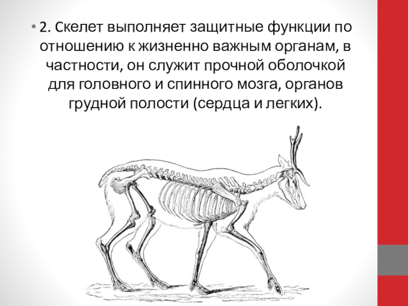 Скелет выполняет. Скелет животных выполняет следующие функции. Особенности строения скелета животных. Какую роль выполняет скелет. Какие функции выполняет скеле.