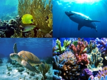 Презентация по биологии на тему Вода как среда жизни