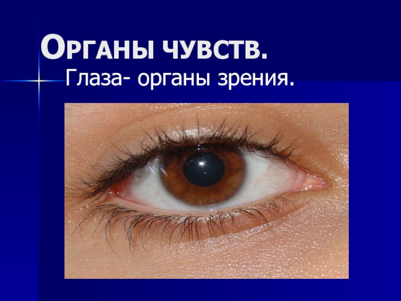 Глаз орган чувств человека. Органы чувств глаза. Глаза орган зрения. Органы чувств орган зрения. Зрение орган чувств глаз.