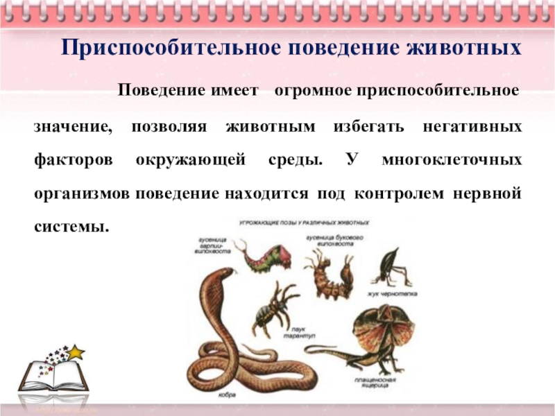 Забота о потомстве физиологические адаптации презентация 9 класс