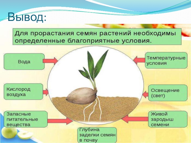 Признаки описывающие рост растения. Условия прорастания семян. Этапы прорастания. Фазы прорастания семян.