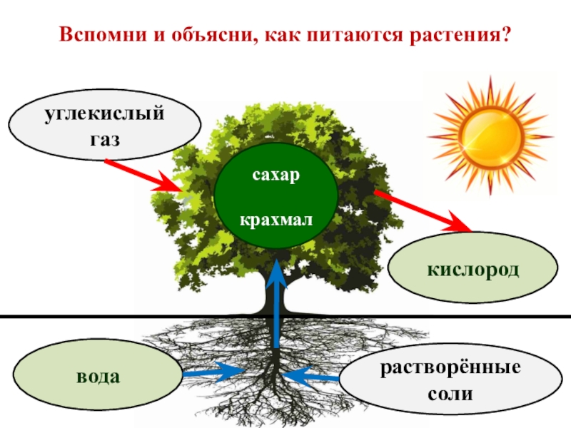 Чем питаются растения. Как питаются растения. Вопросы на тему как питаются растения. Кластер как растение питается. Как питаются растения крахмал.