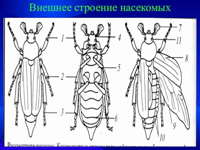 Исследование внешнего строения насекомого. Внешнее строение насекомого Майский Жук. Внешнее строение насекомых 7 класс биология. Майский Жук строение тела. Строение майского жука внешнее строение.