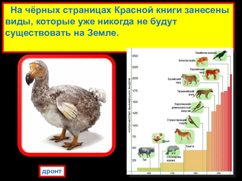 Красная книга страницы фото