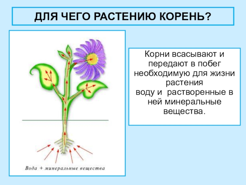 Разработка урока корень