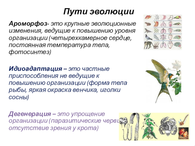 Примеры ароморфоза у птиц. Ароморфозы цветковых растений. Приспособление к перекрестному опылению. Эволюционные изменения и пути эволюции. Ароморфозы в эволюции растений и животных.