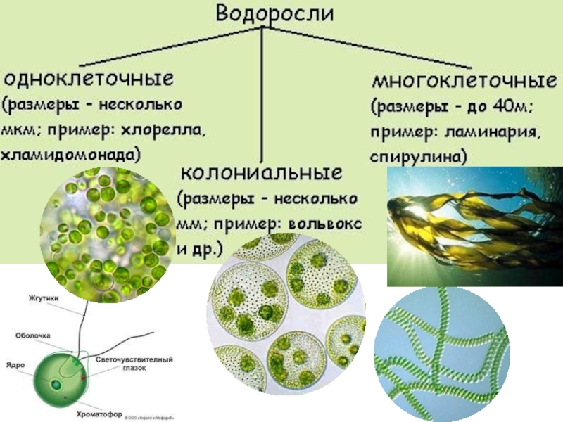Проект по биологии на тему водоросли 6 класс по биологии