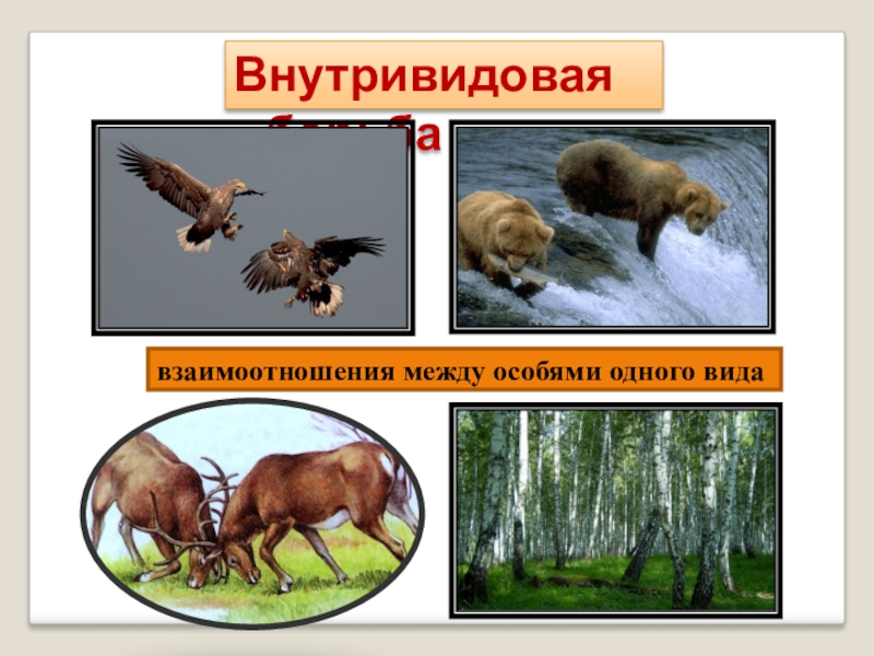 Взаимовыгодные отношения между животными и растениями. Взаимовыгодные отношения в природе. Биотические взаимоотношения в экосистеме. Взаимовыгодные отношения живых организмов. Взаимновнедные отношения организмов.