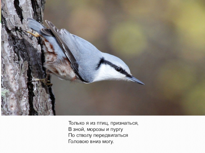 Птицы нашего края. Птица ходит по стволу вниз головой. Интересные птицы нашего края. Птицы наших лесов Вологодского края. Птичка бегающая по стволу дерева вниз головой.