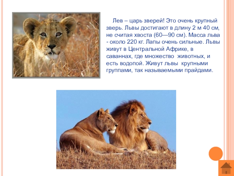 Текст про зверей. Лев описание животного. Лев животное описание для детей. Описание Льва. Рассказ про Льва.