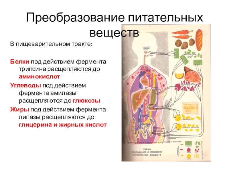 Под действием какого фермента расщепляются белки