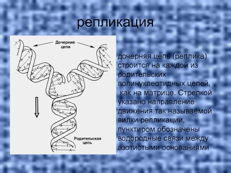 репликациядочерняя цепь (реплика) строится на каждой из родительских полинуклеотидных цепей, как на матрице. Стрелкой указано направление движения