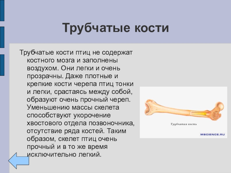 Трубчатые кости. Трубчатый.