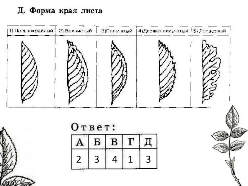 Форма края. Задание по биологии форма листа. Задание по видам листьев. Форма листьев ОГЭ. ОГЭ по биологии задание с листом.