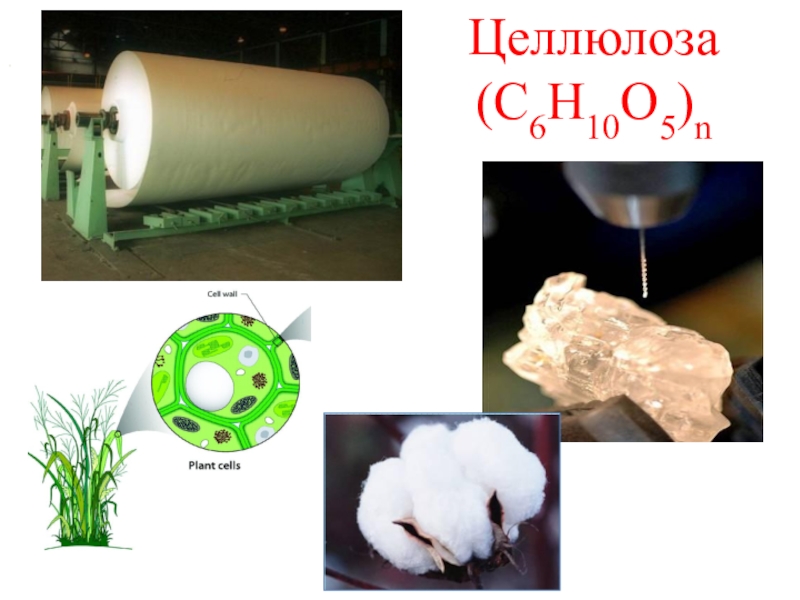 Презентация по теме целлюлоза
