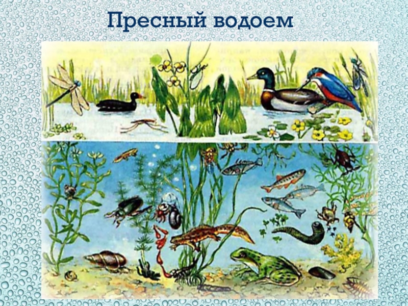 Природное сообщество биогеоценоз 9 класс презентация