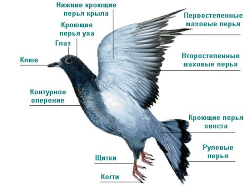 Используя рисунок 132 составьте план ответа о внутреннем строении птиц биология 7 класс