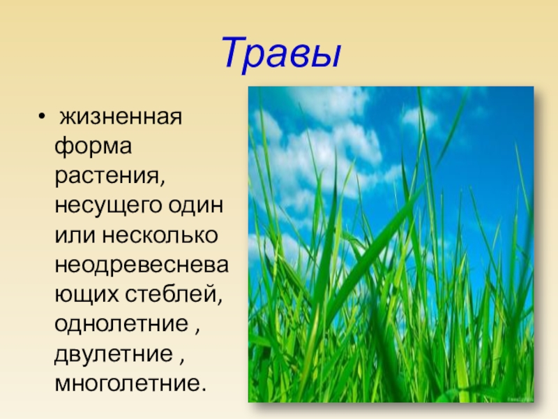 Трава классе. Травы биология. Что такое травы по биологии. Трава определение. Жизненная форма травы биология 5 класс.