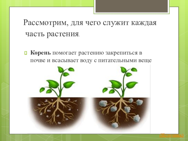 Растение служит. Для чего служит каждая часть растения. Чем служит цветок у растений. С помощью чего растения закрепляются в почве. Для чего служит каждое растение.