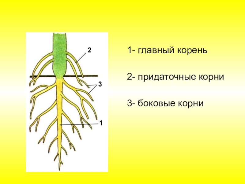 Придаточные корни рисунок