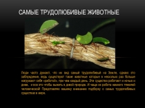 Самые трудолюбивые животные