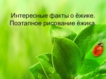 Интересные факты из жизни ёжика. Поэтапное рисование ёжика.