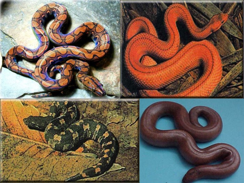Змеи биология 7 класс. Чешуйчатые змеи пресмыкающиеся. Подотряд змеи представители. Отряд змей. Представители чешуйчатых змей.