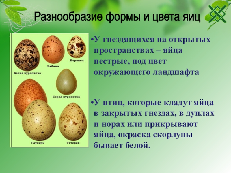 Какие функции выполняет яйцо. Разнообразие яиц. Разнообразие яиц птиц. Форма яиц птиц. Разнообразие формы и цвета яиц.