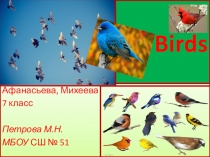 Презентация по английскому языку на тему Птицы