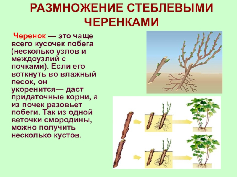 Размножение стеблевыми черенками фото