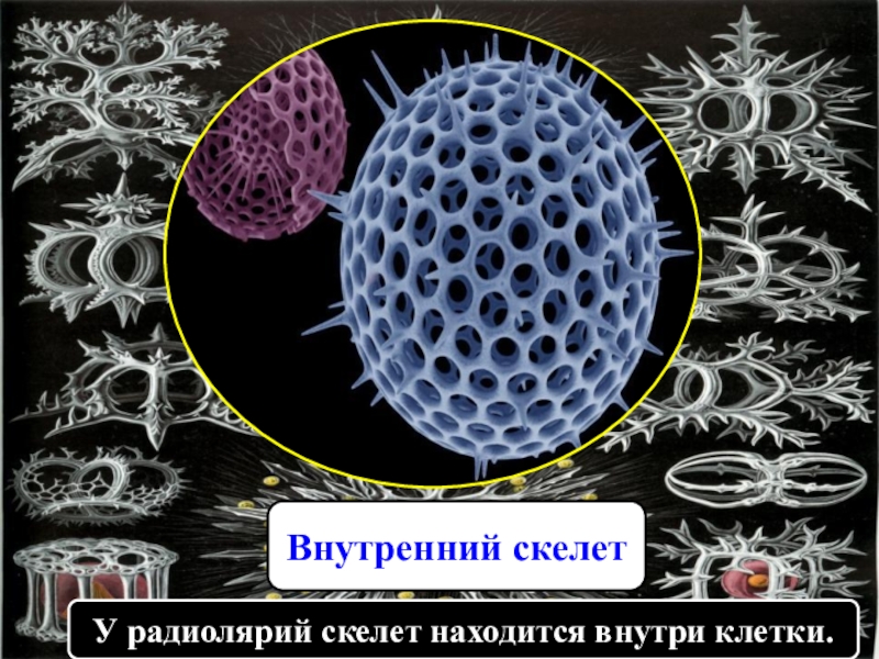 Скелет опора организма 6 класс биология презентация