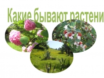 Презентация по окружающему миру на тему Какие бывают растения( 2 класс)