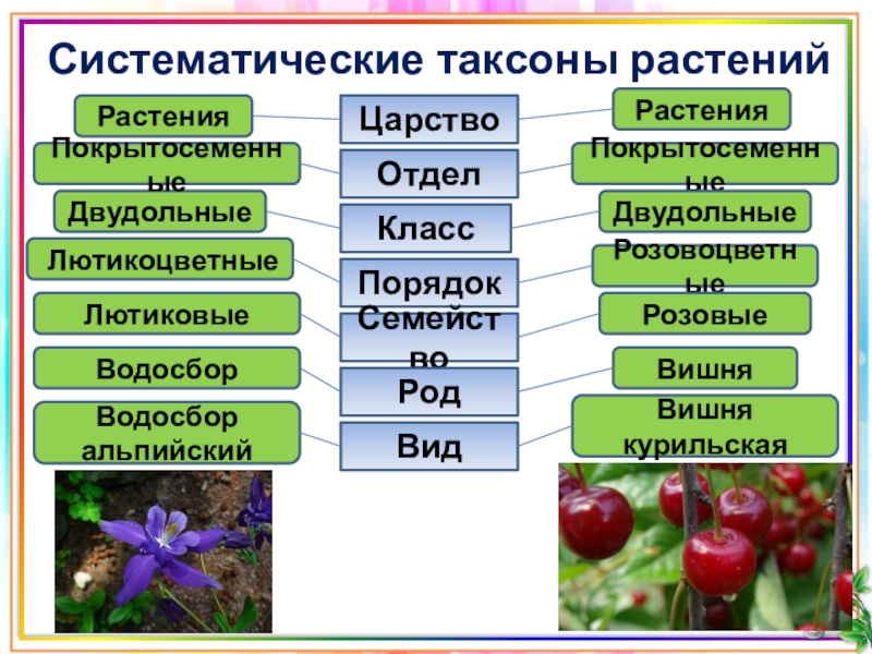 Систематическая категория растений начиная с наименьшей. Систематические таксоны расте. Таксоны царства растений. Систематика таксонов растений. Систематическме такмоны.