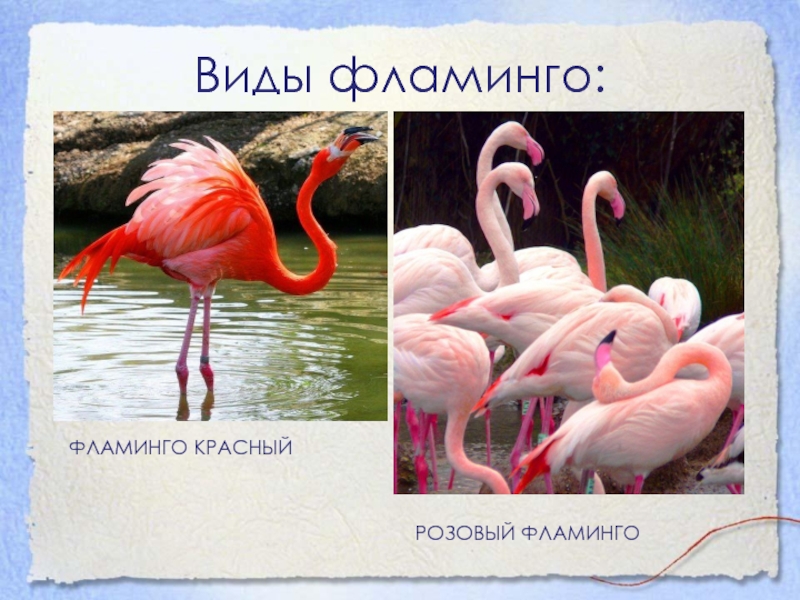 Фламинго сообщение. Животные занесенные в красную книгу Фламинго. Фламинго презентация. Проект про Фламинго. Красная книга животных Фламинго.